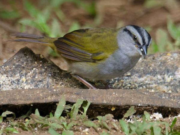 <h3><a href="/trips/costa-rica/biota/animalia/chordata/aves/040 passeriformes/126 emberizidae/arremonops conirostris/arremonops conirostris-nl.html">Arremonops&nbsp;conirostris</a> / Black‑striped&nbsp;sparrow / Panamagors</h3>OM-1 met M.300mm F4.0 + MC-14, 1/800 sec  bij F5.6, ISO 4000, afstand 13.3&nbsp;m